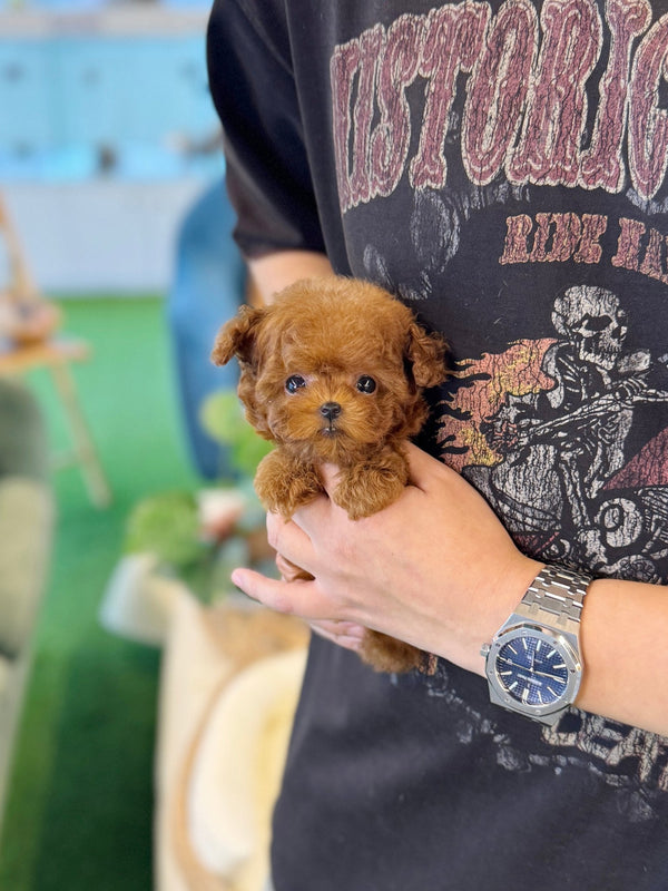 Poodle - Teddy(Male) - Beautiful puppy teacup puppy with adorable features available for adoption from Velydog