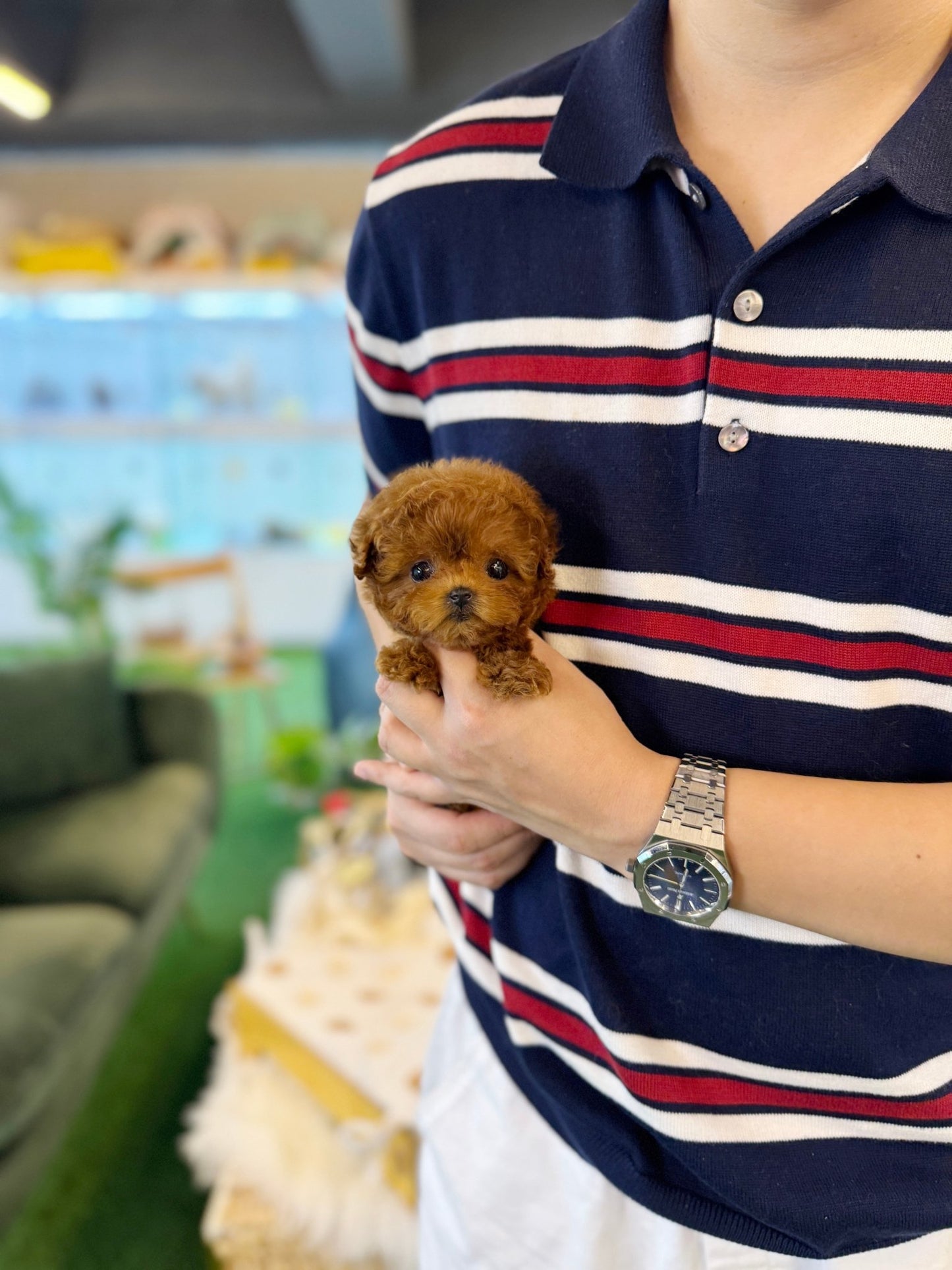 Poodle - Toby(Male) - Beautiful puppy teacup puppy with adorable features available for adoption from Velydog
