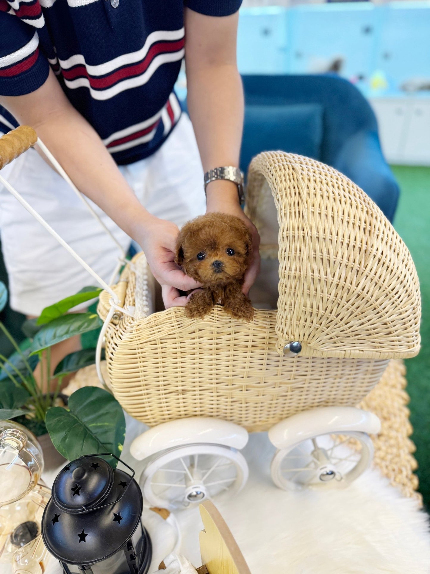 Poodle - Toby(Male) - Beautiful puppy teacup puppy with adorable features available for adoption from Velydog
