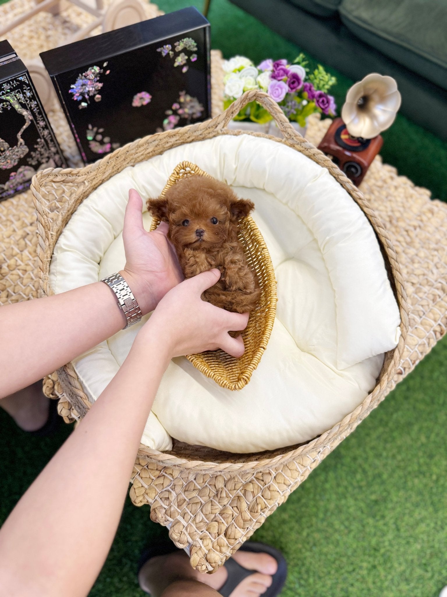 Poodle - Toto(Male) - Beautiful puppy teacup puppy with adorable features available for adoption from Velydog
