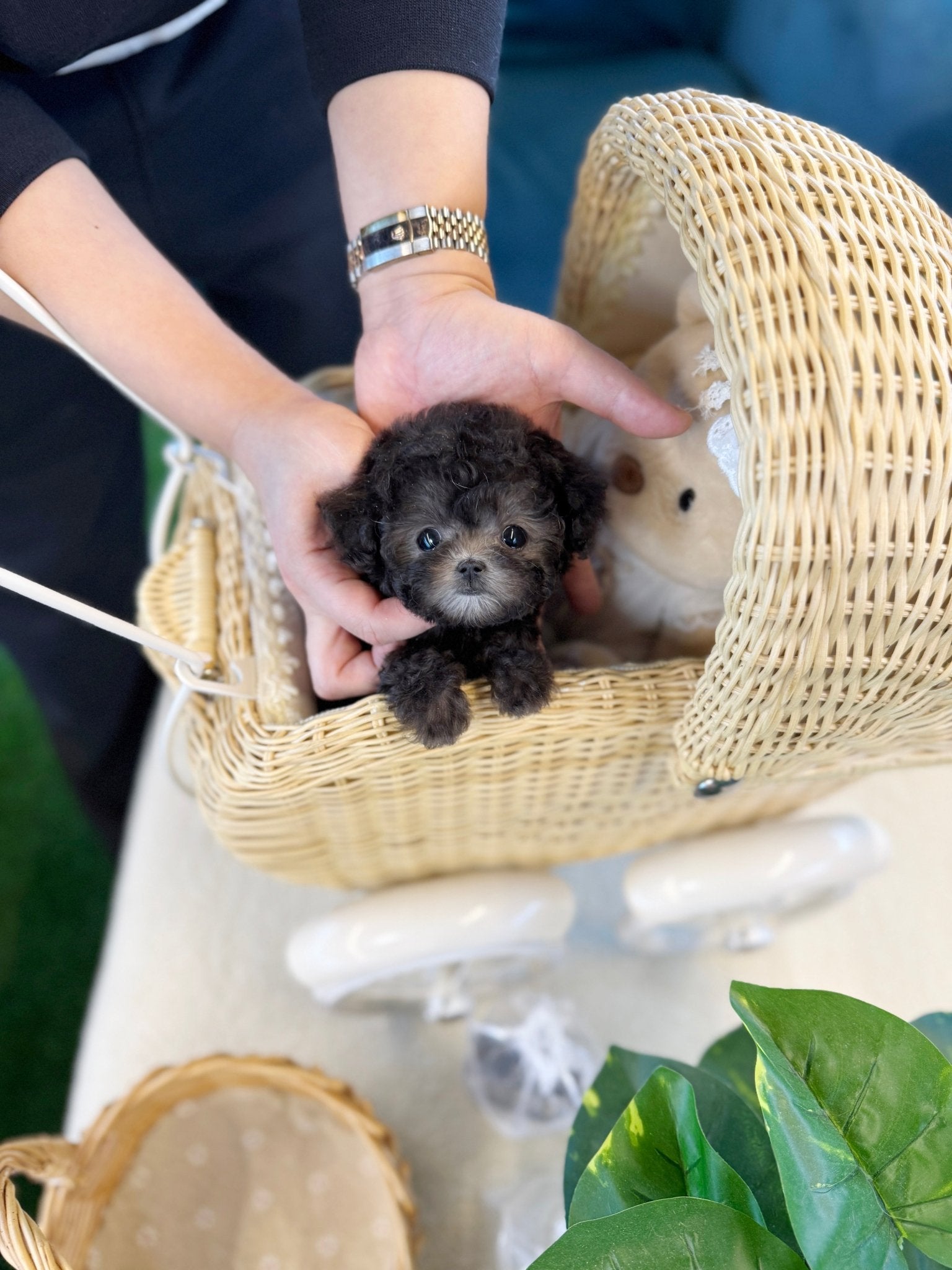 Poodle - Una(Female) - Beautiful puppy teacup puppy with adorable features available for adoption from Velydog