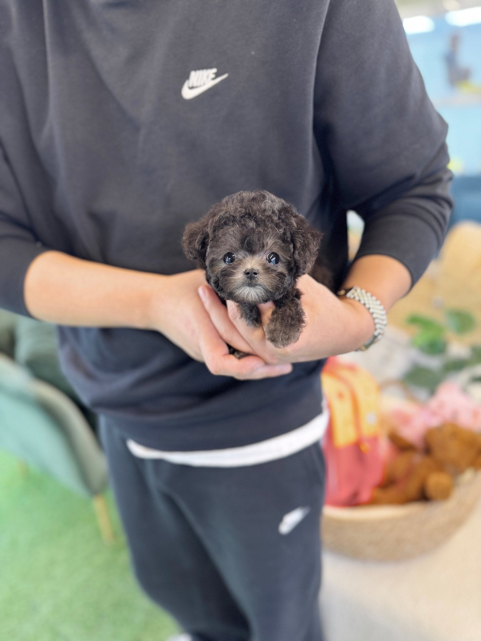 Poodle - Una(Female) - Beautiful puppy teacup puppy with adorable features available for adoption from Velydog
