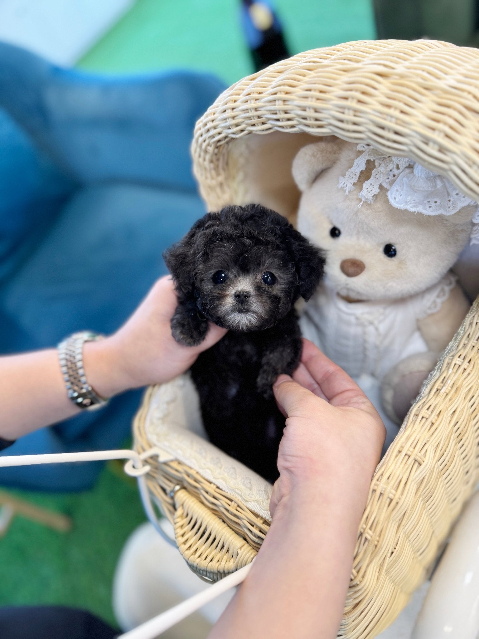 Poodle - Una(Female) - Beautiful puppy teacup puppy with adorable features available for adoption from Velydog