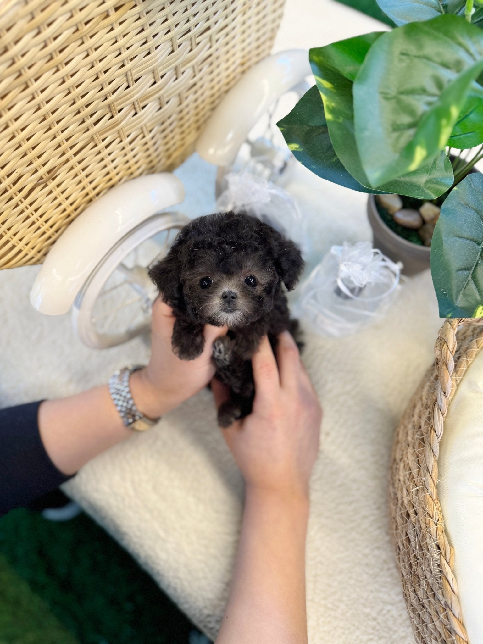 Poodle - Una(Female) - Beautiful puppy teacup puppy with adorable features available for adoption from Velydog