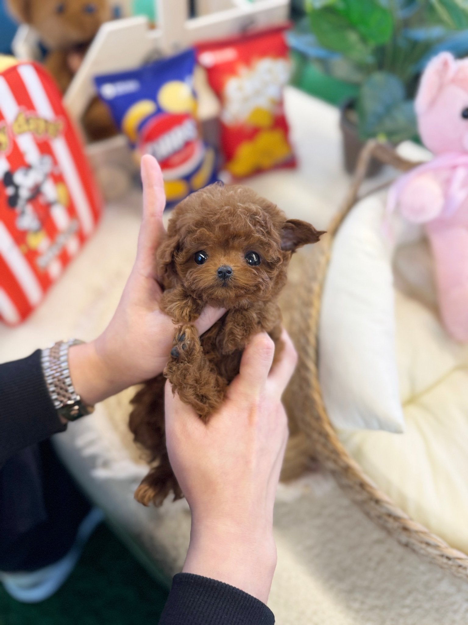 Poodle - Vana(Female) - Beautiful puppy teacup puppy with adorable features available for adoption from Velydog