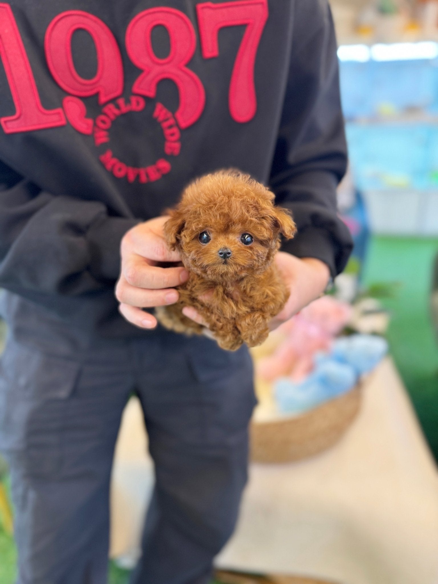 Poodle - Vana(Female) - Beautiful puppy teacup puppy with adorable features available for adoption from Velydog