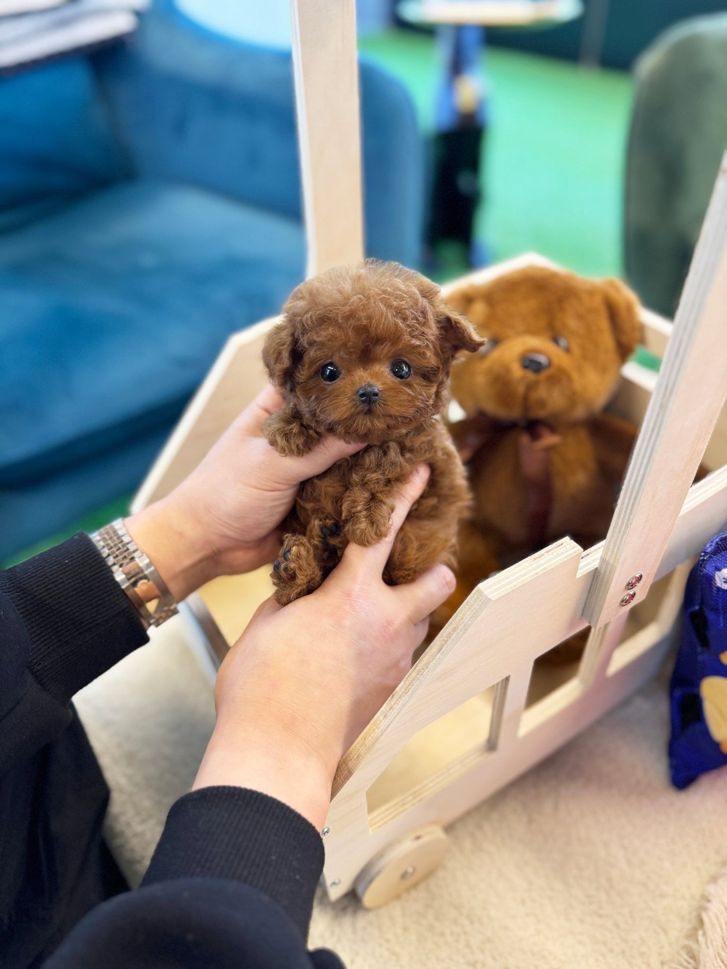 Poodle - Vana(Female) - Beautiful puppy teacup puppy with adorable features available for adoption from Velydog
