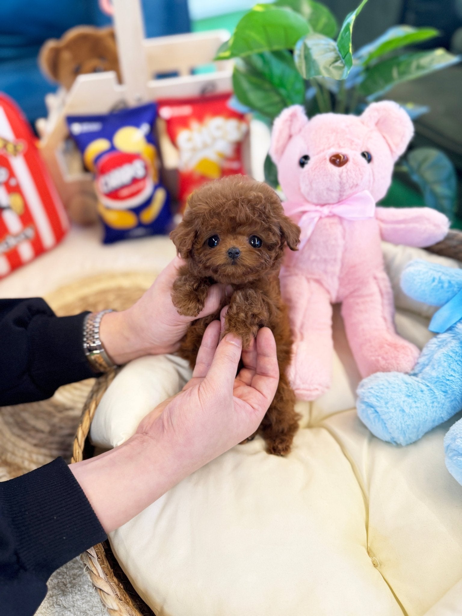 Poodle - Vana(Female) - Beautiful puppy teacup puppy with adorable features available for adoption from Velydog