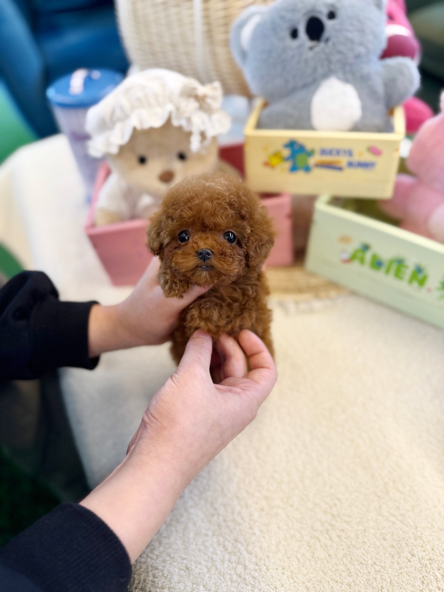 Poodle - Wing(Male) - Beautiful puppy teacup puppy with adorable features available for adoption from Velydog