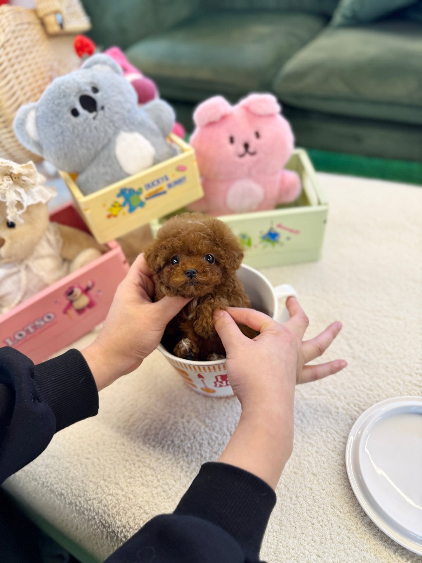 Poodle - Wing(Male) - Beautiful puppy teacup puppy with adorable features available for adoption from Velydog