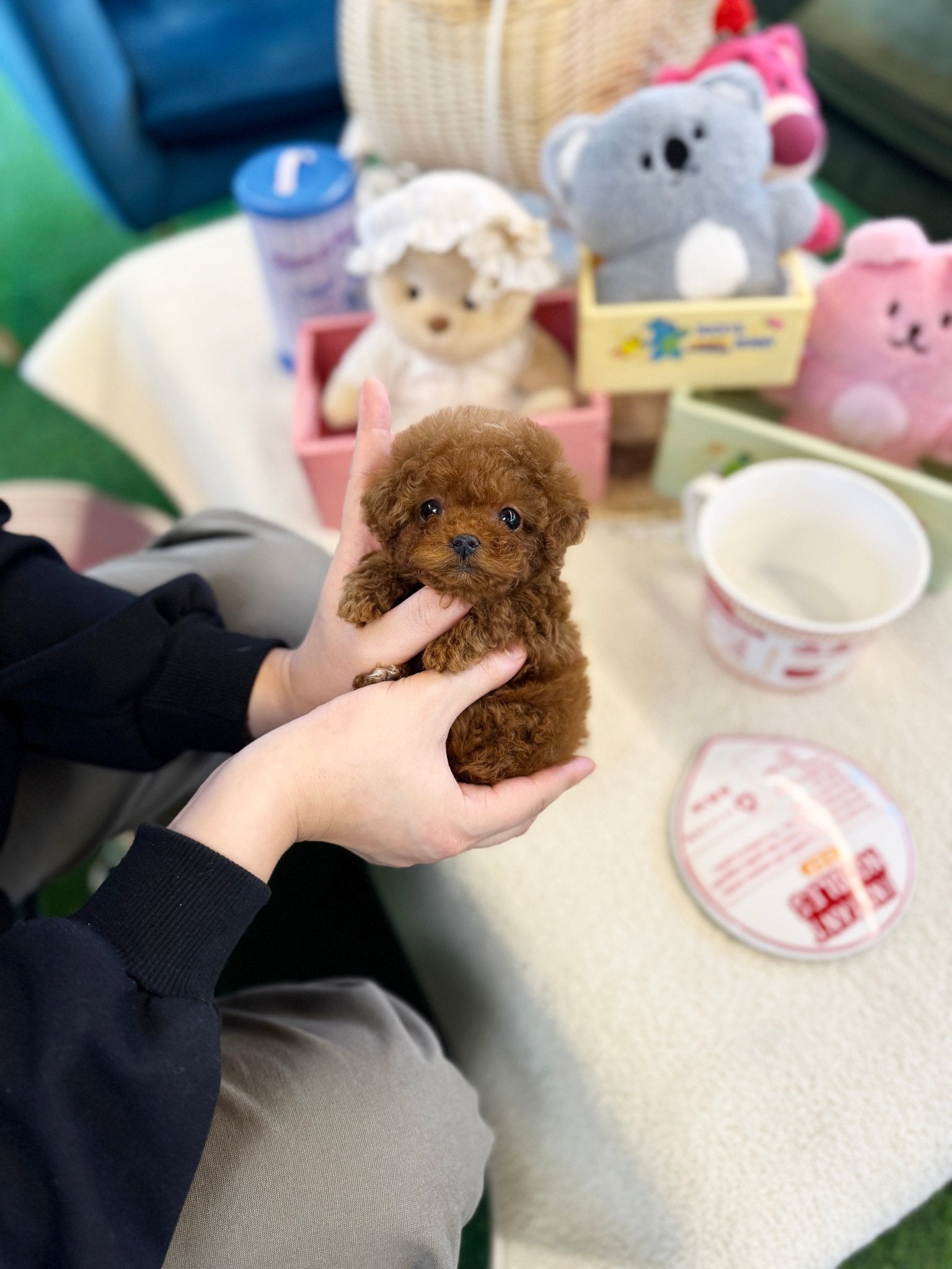 Poodle - Wing(Male) - Beautiful puppy teacup puppy with adorable features available for adoption from Velydog