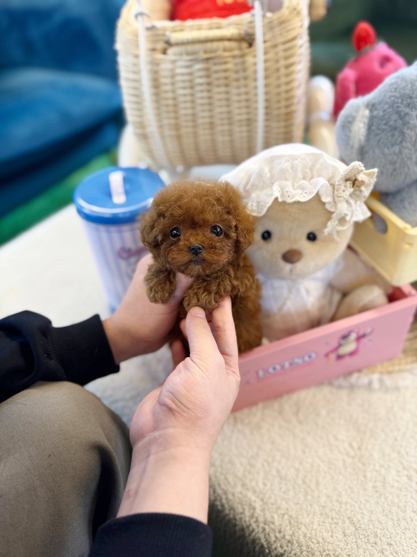 Poodle - Wing(Male) - Beautiful puppy teacup puppy with adorable features available for adoption from Velydog