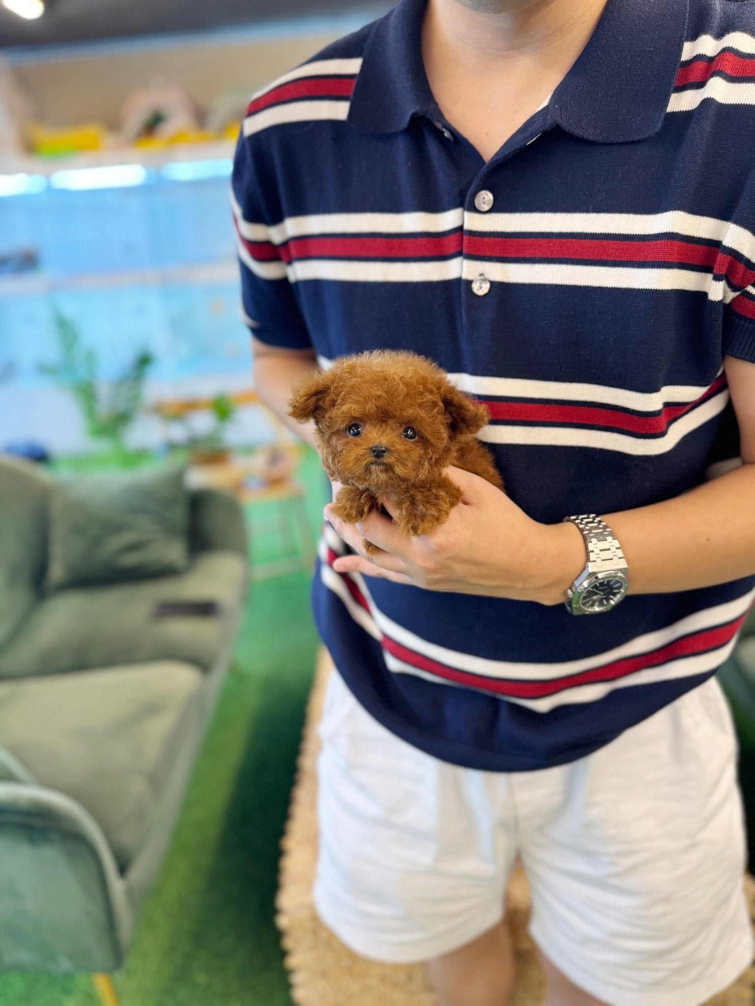 Poodle - Yamyam(Female) - Beautiful puppy teacup puppy with adorable features available for adoption from Velydog