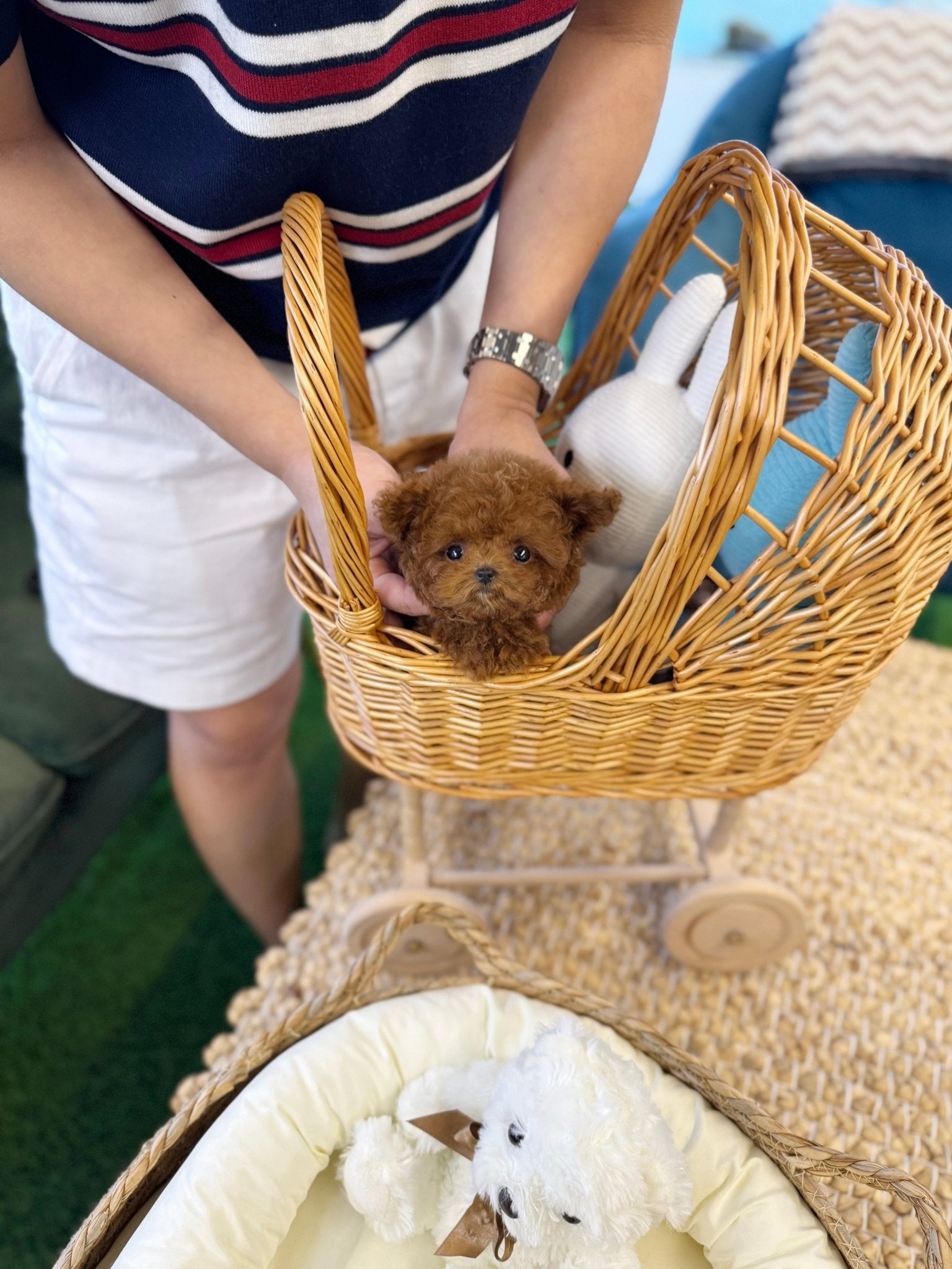 Poodle - Yamyam(Female) - Beautiful puppy teacup puppy with adorable features available for adoption from Velydog