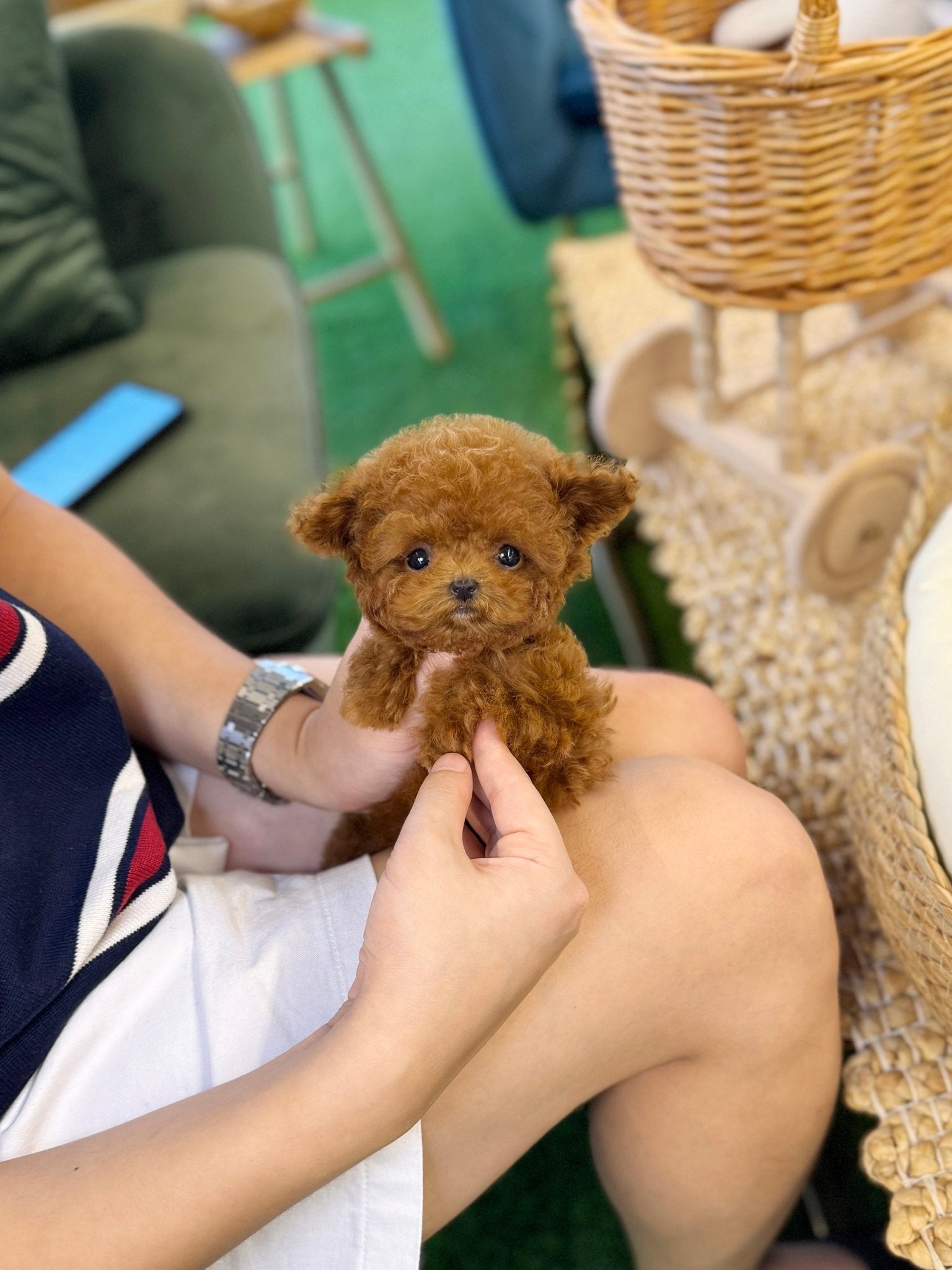 Poodle - Yamyam(Female) - Beautiful puppy teacup puppy with adorable features available for adoption from Velydog