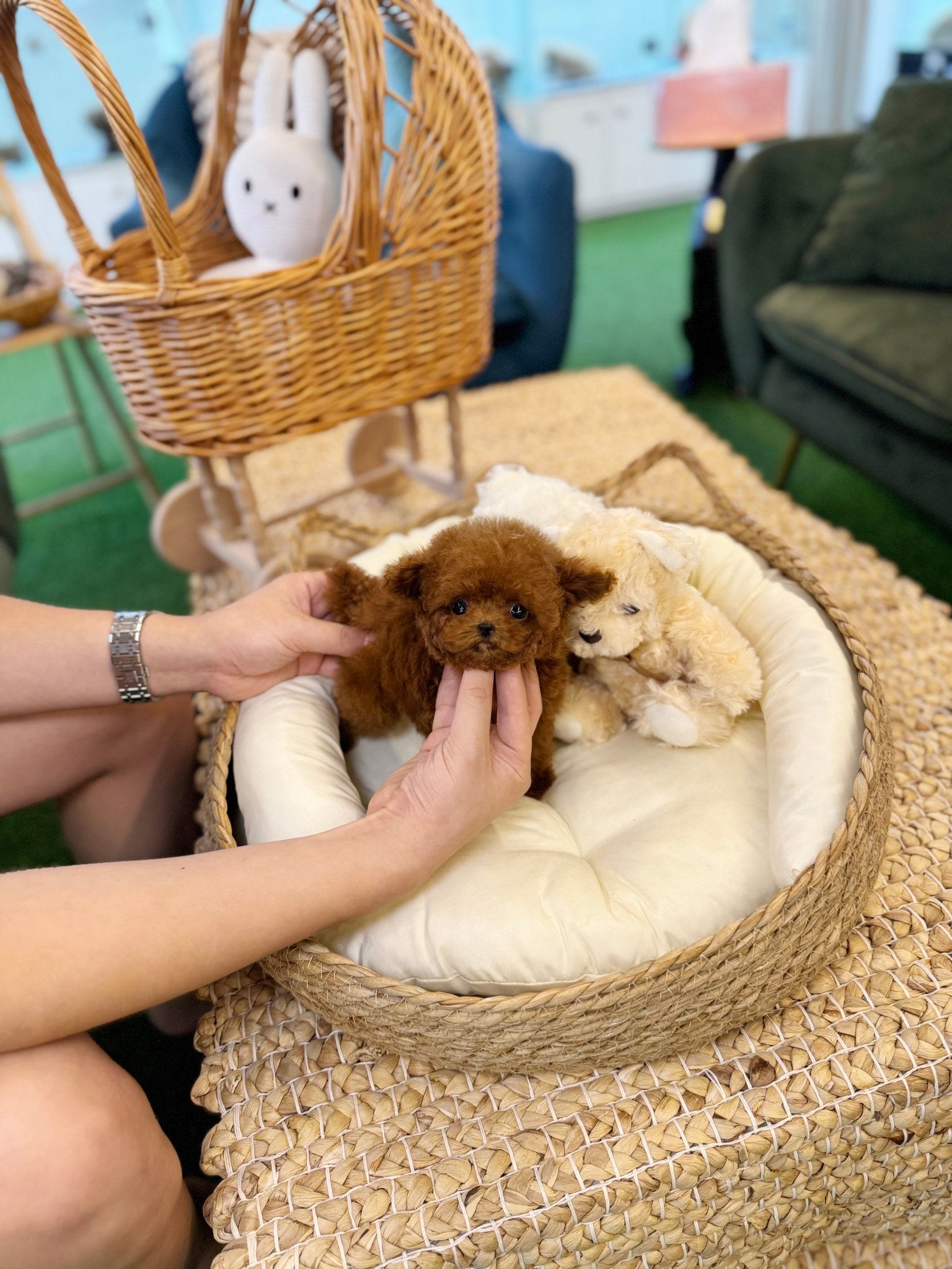 Poodle - Yamyam(Female) - Beautiful puppy teacup puppy with adorable features available for adoption from Velydog