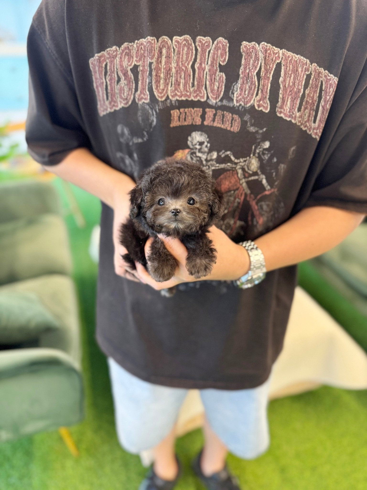 Poodle - Zion(Male) - Beautiful puppy teacup puppy with adorable features available for adoption from Velydog