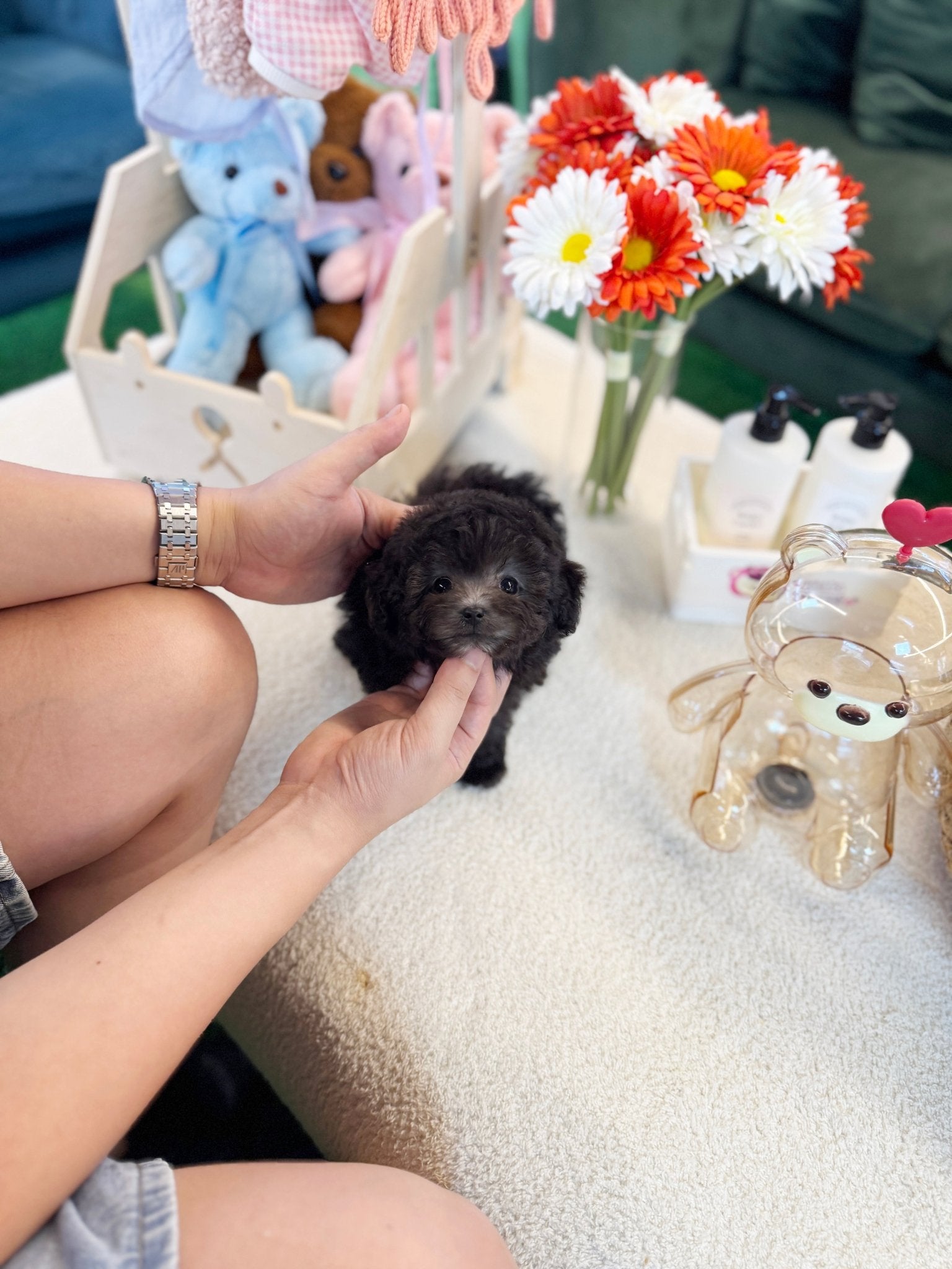 Poodle - Zion(Male) - Beautiful puppy teacup puppy with adorable features available for adoption from Velydog