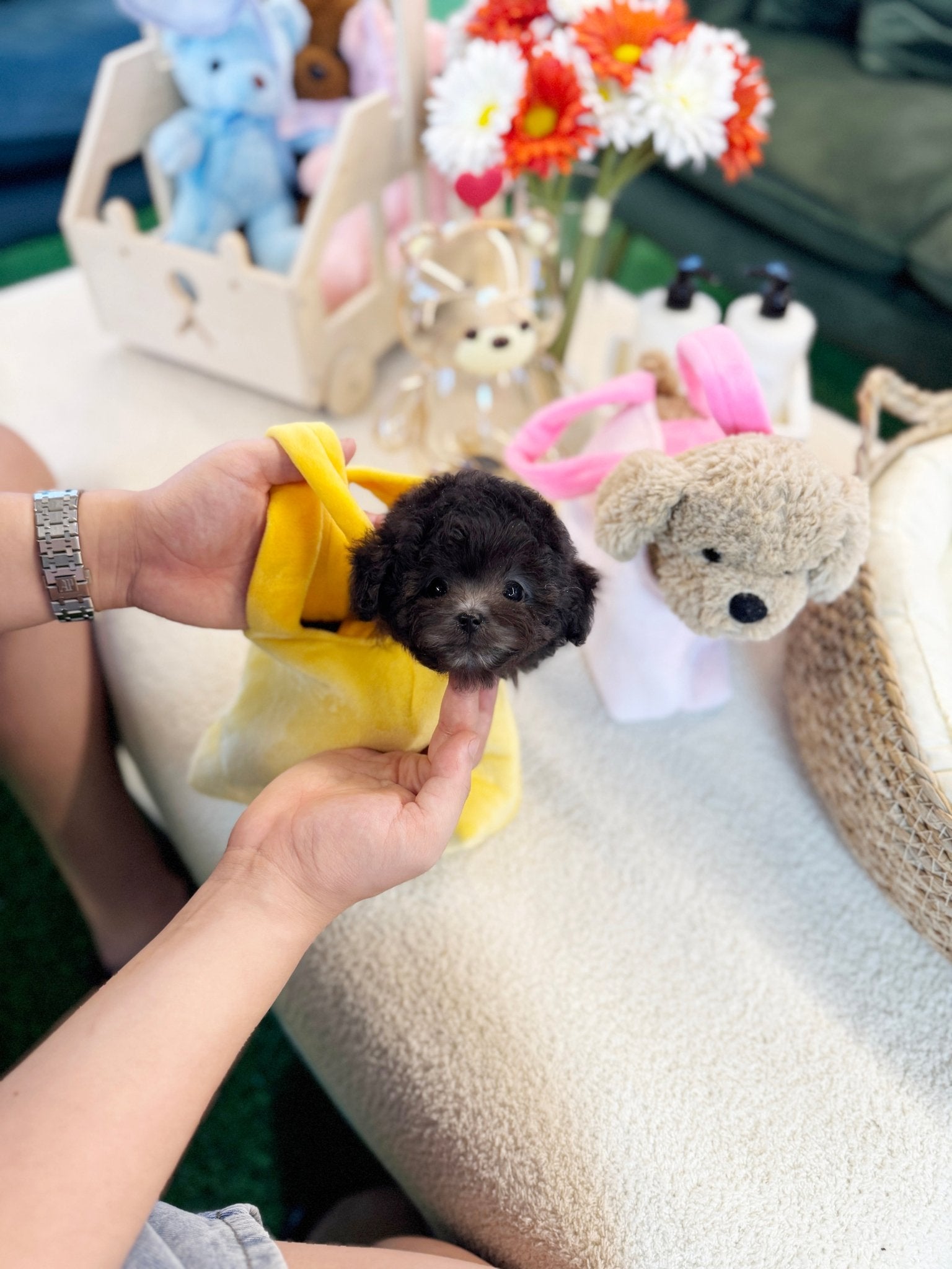 Poodle - Zion(Male) - Beautiful puppy teacup puppy with adorable features available for adoption from Velydog