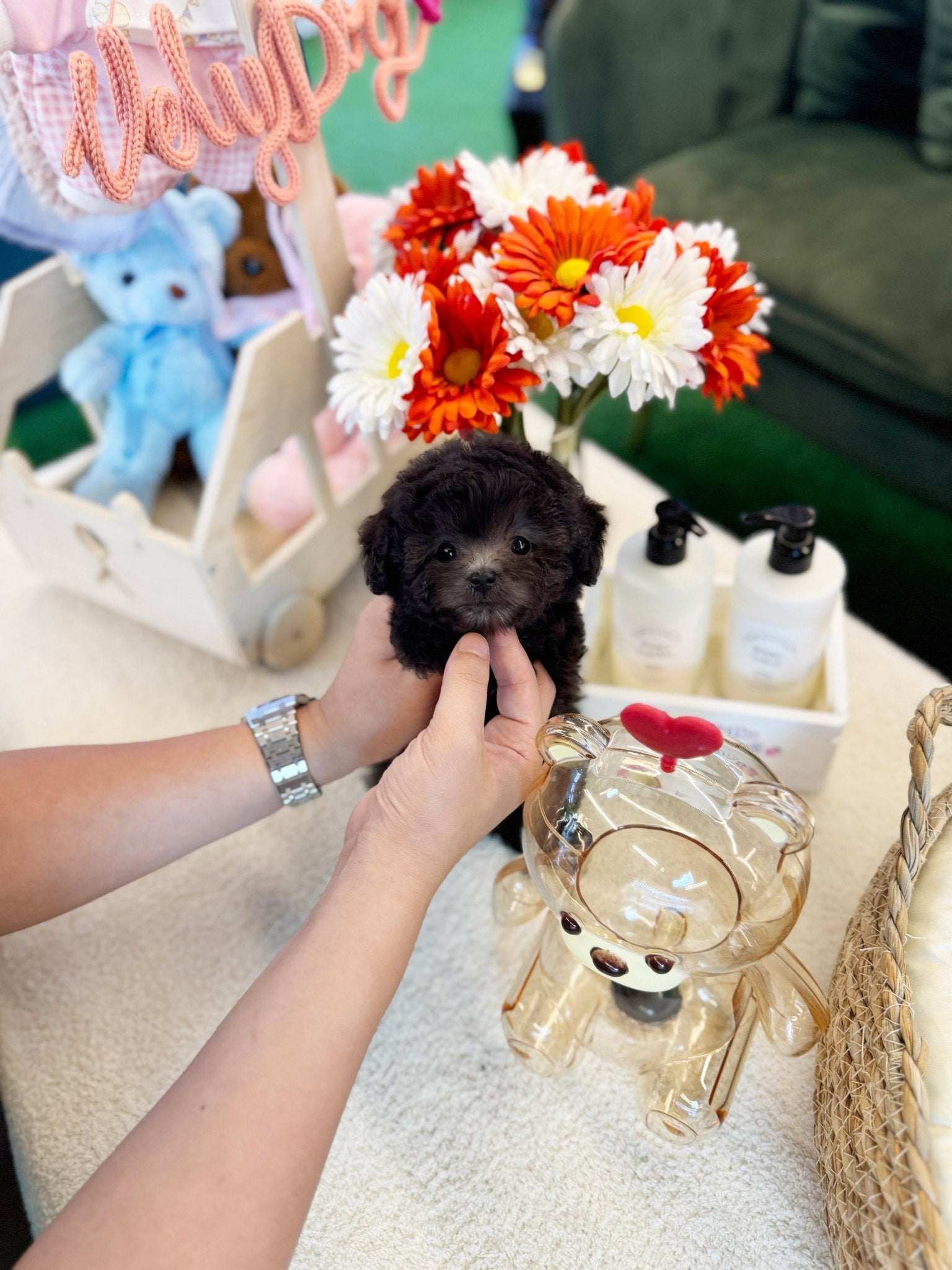 Poodle - Zion(Male) - Beautiful puppy teacup puppy with adorable features available for adoption from Velydog