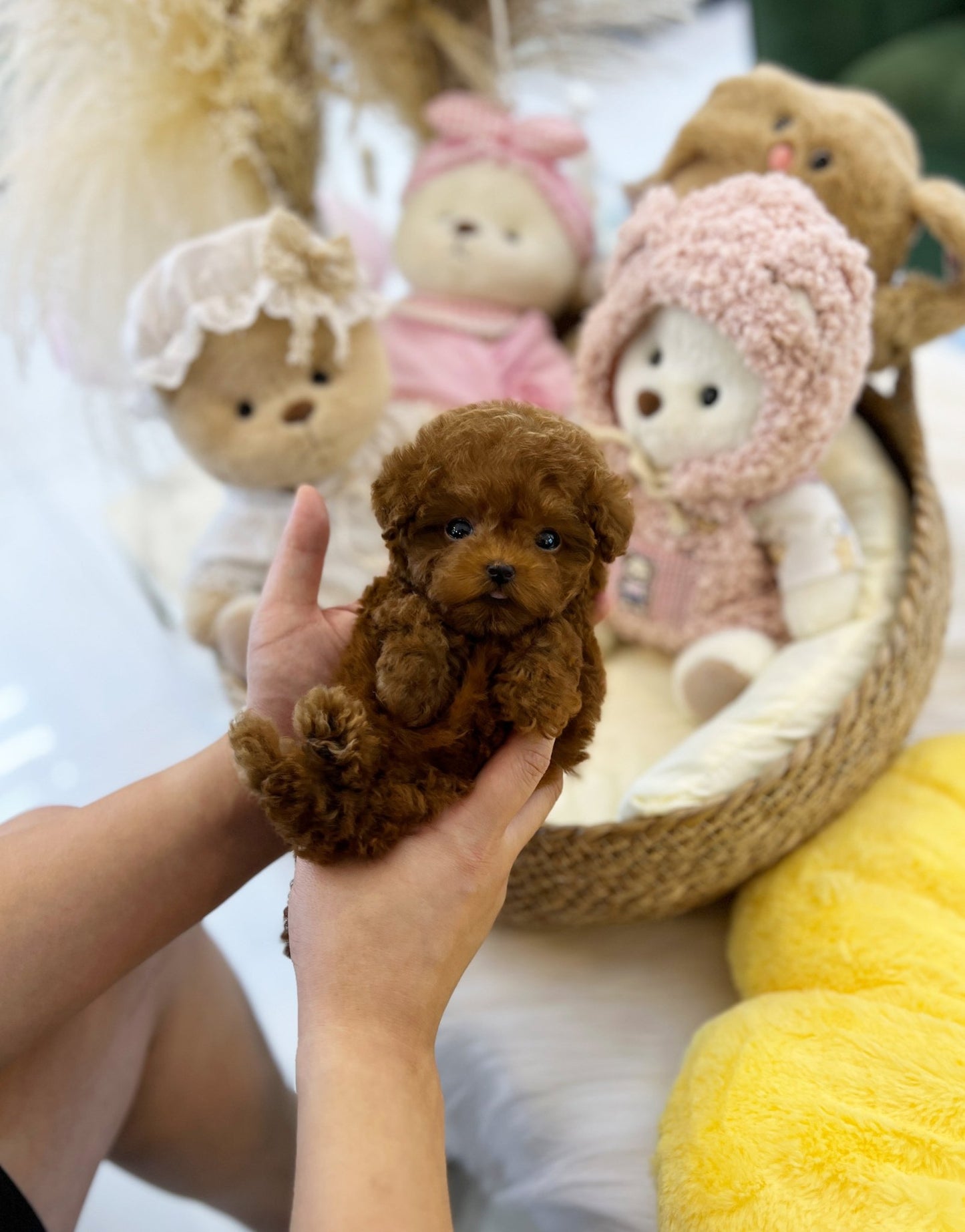 Poodle - Zuri(Male) - Beautiful puppy teacup puppy with adorable features available for adoption from Velydog