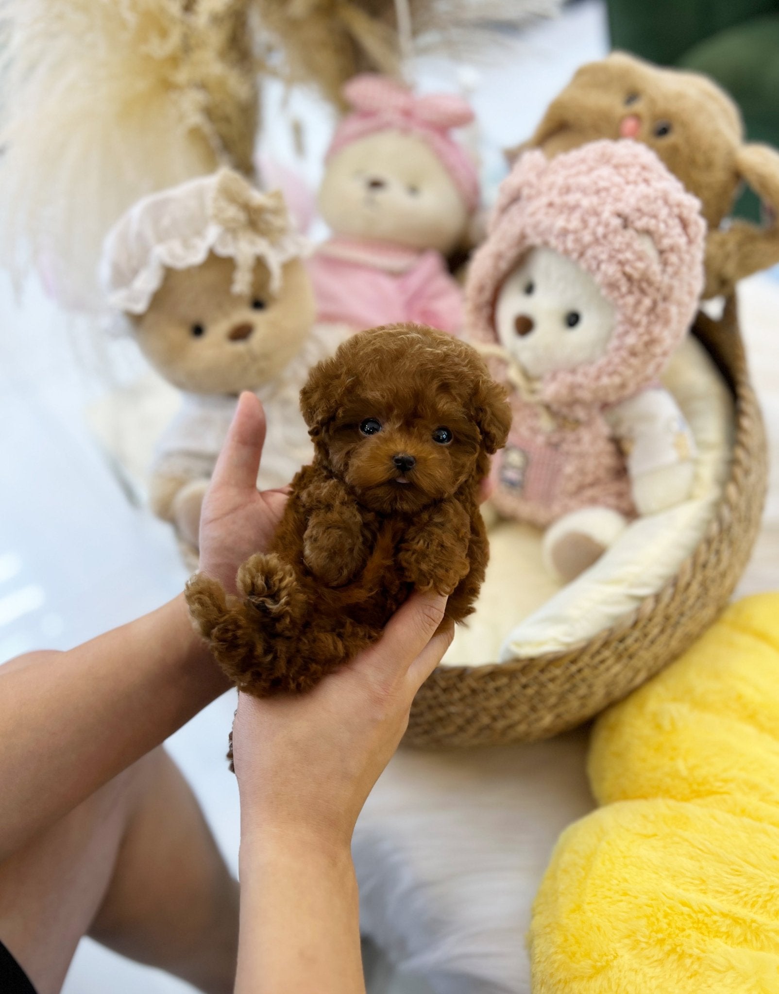 Poodle - Zuri(Male) - Beautiful puppy teacup puppy with adorable features available for adoption from Velydog