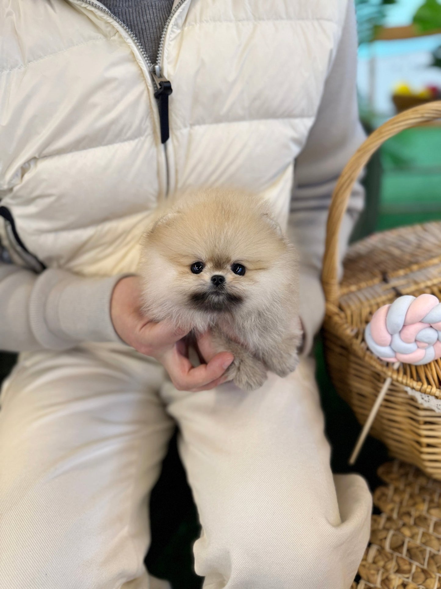 Sabie Pomeranian - Loui(Female) - Beautiful puppy teacup puppy with adorable features available for adoption from Velydog