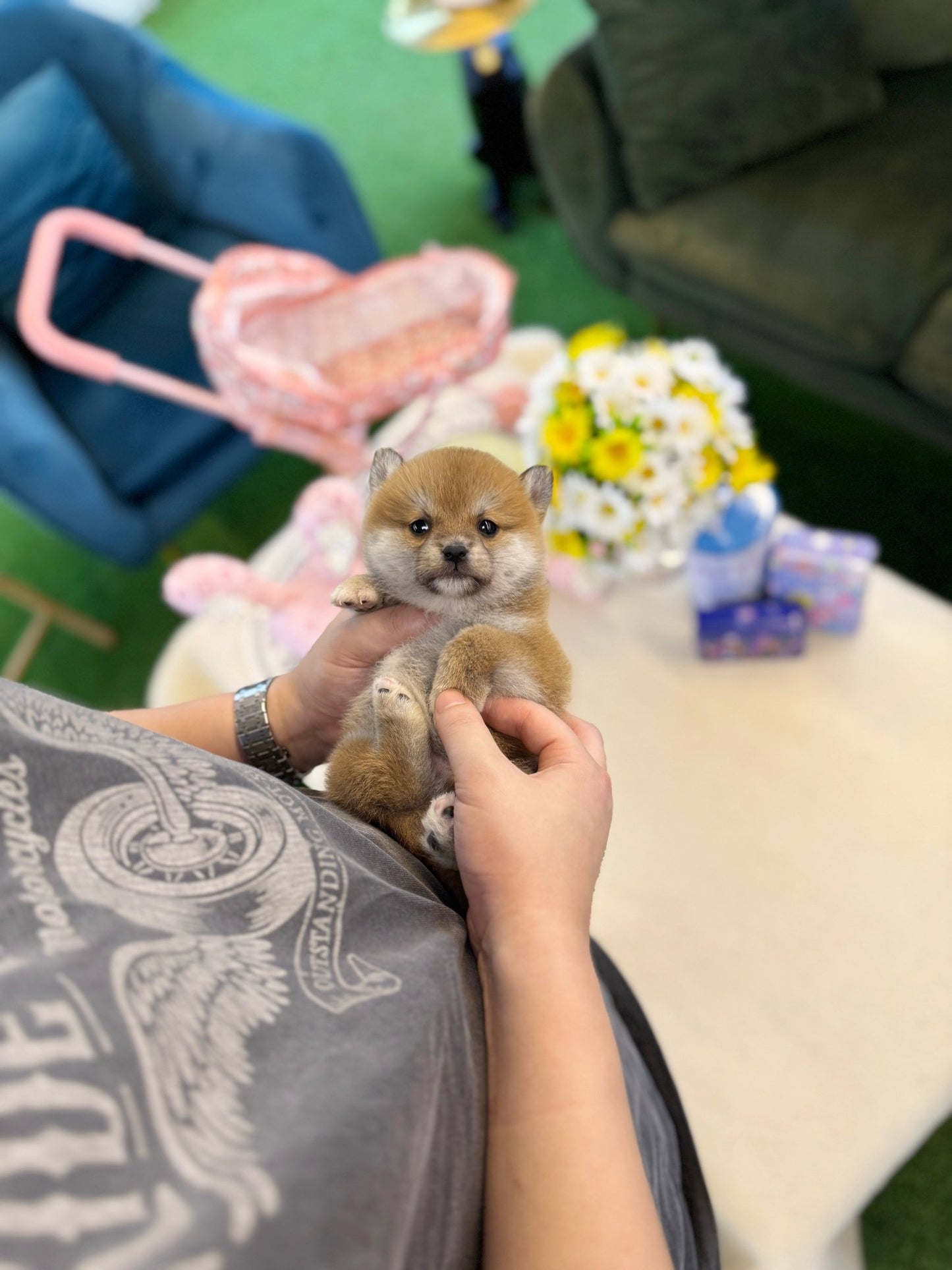 Shiba Inu - Dango(Male) - Beautiful puppy teacup puppy with adorable features available for adoption from Velydog