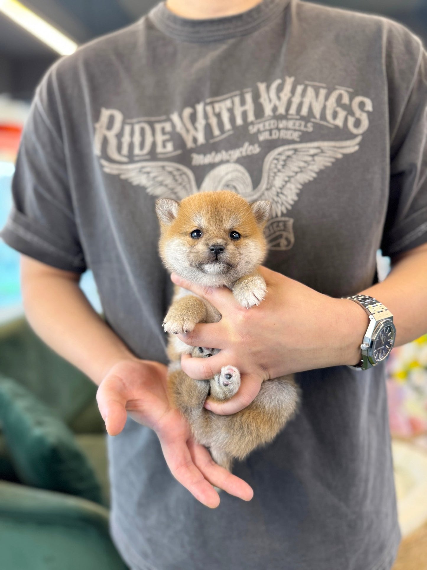 Shiba Inu - Dango(Male) - Beautiful puppy teacup puppy with adorable features available for adoption from Velydog