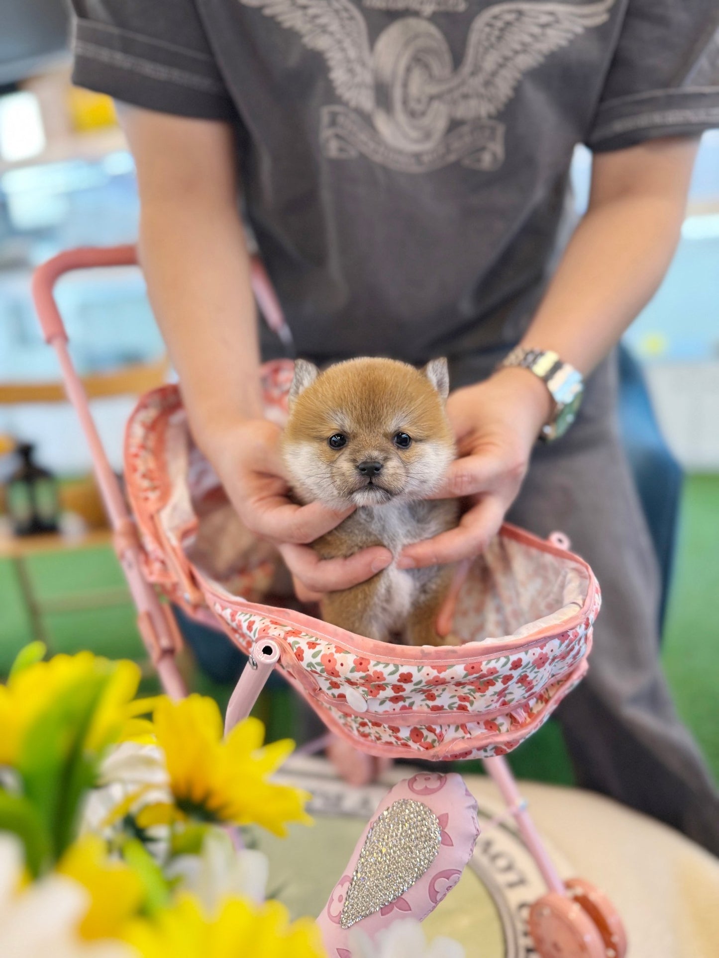 Shiba Inu - Dango(Male) - Beautiful puppy teacup puppy with adorable features available for adoption from Velydog