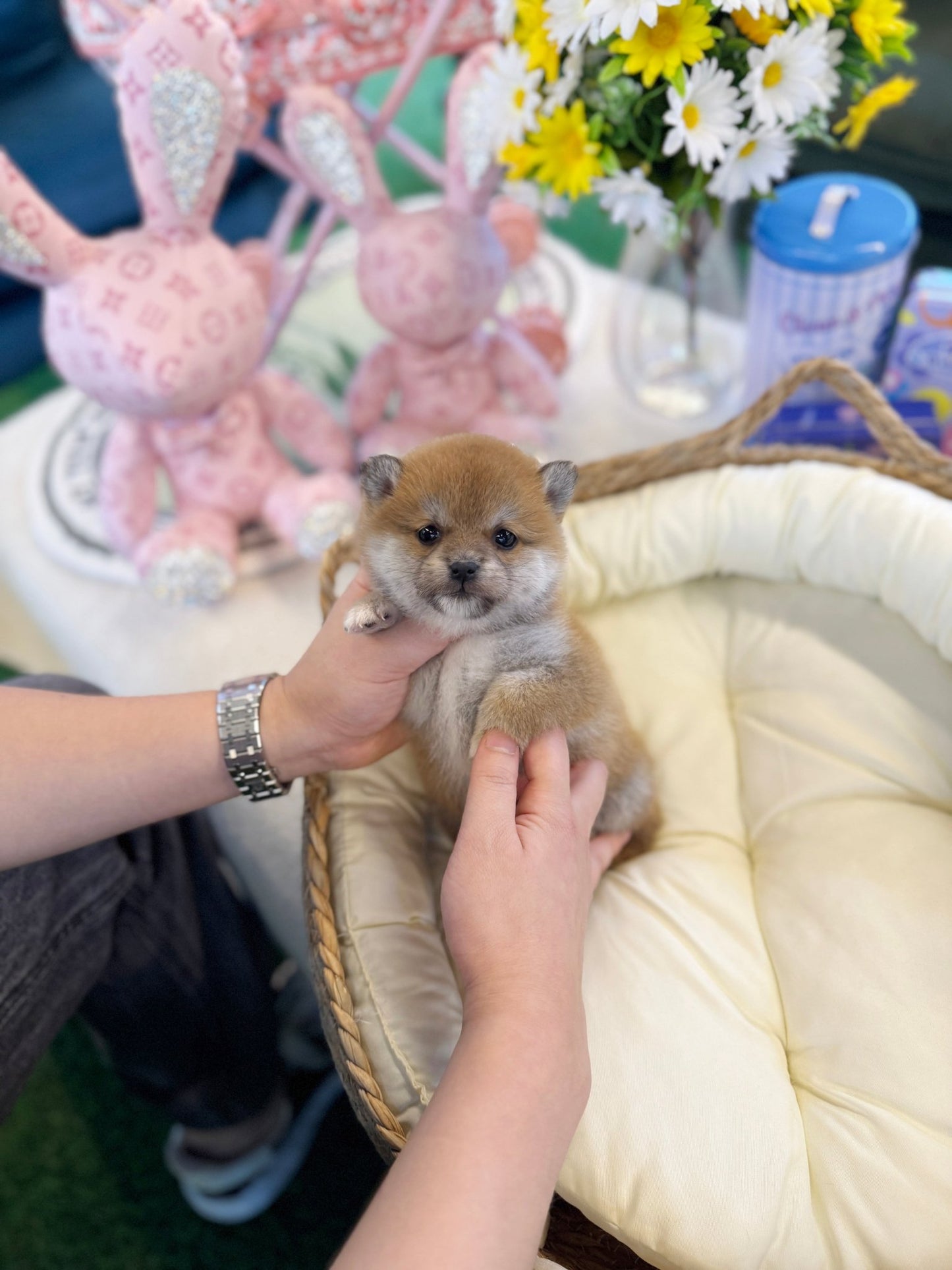 Shiba Inu - Dango(Male) - Beautiful puppy teacup puppy with adorable features available for adoption from Velydog