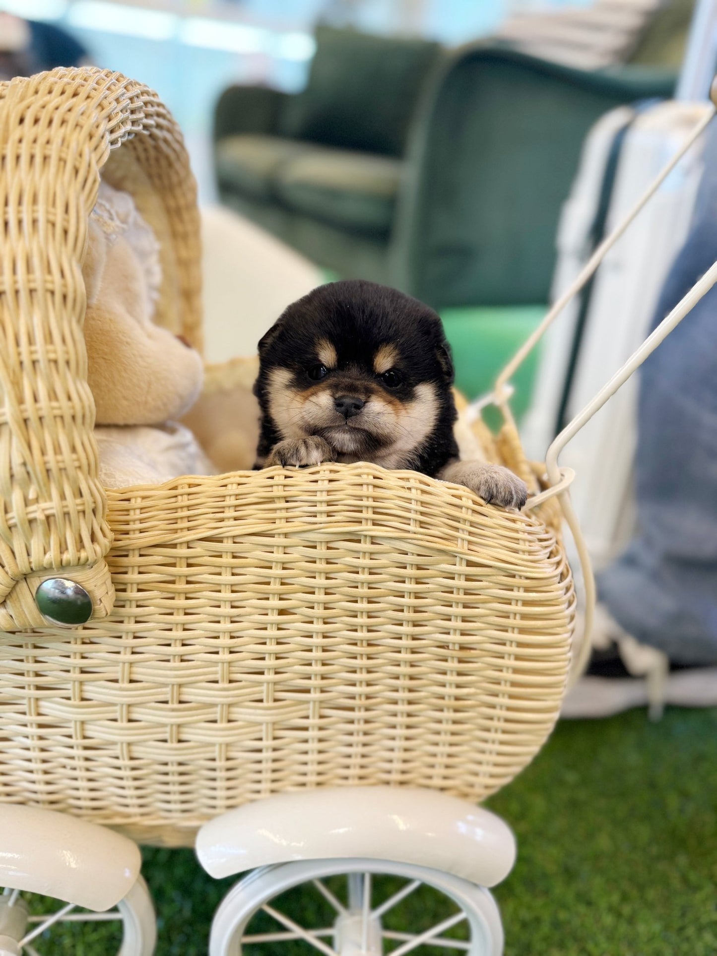 Shiba Inu - Taro(Male) - Beautiful puppy teacup puppy with adorable features available for adoption from Velydog