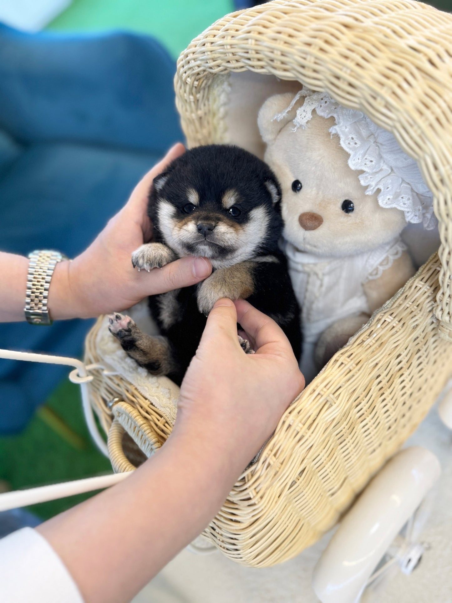 Shiba Inu - Taro(Male) - Beautiful puppy teacup puppy with adorable features available for adoption from Velydog