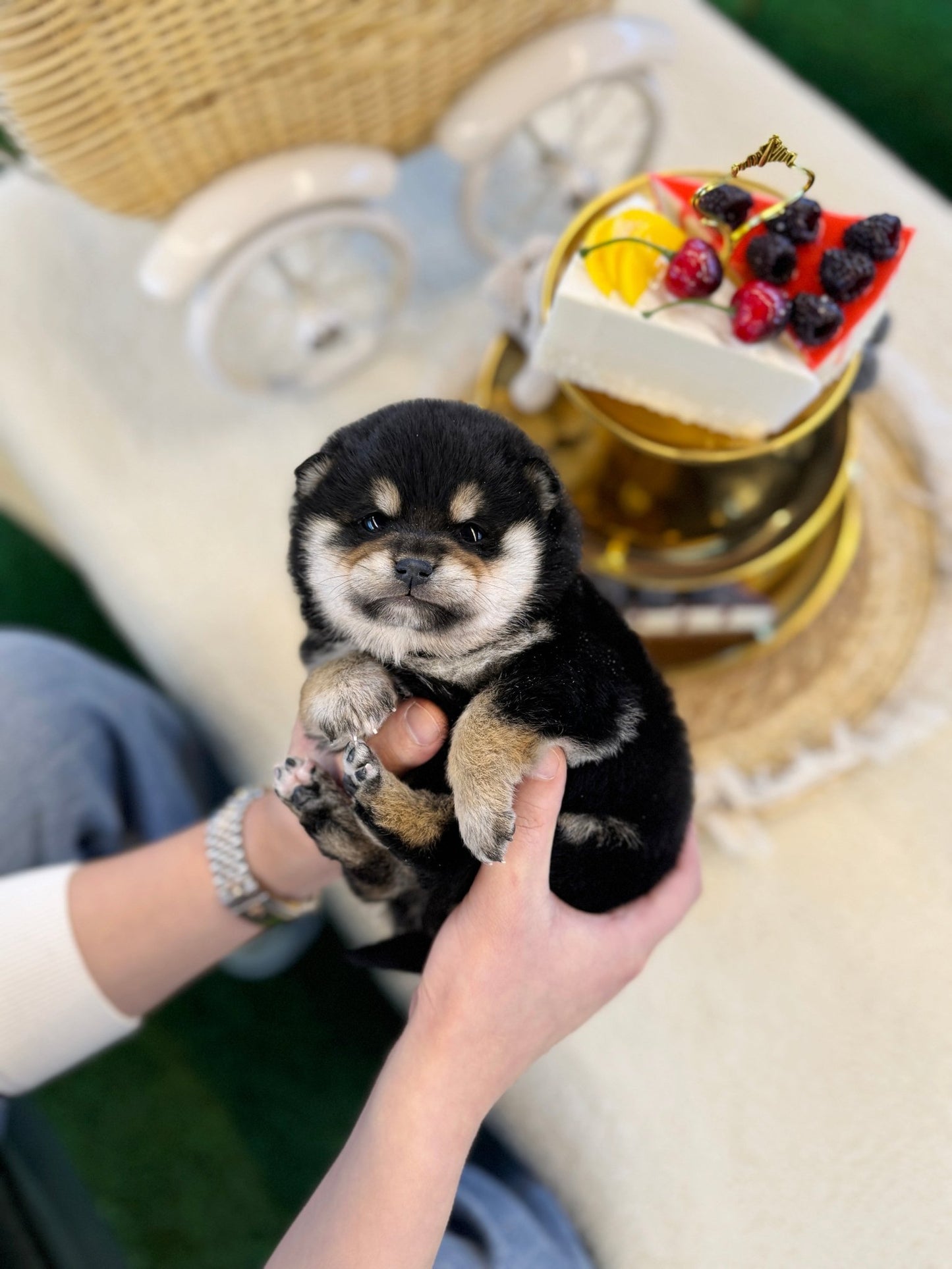 Shiba Inu - Taro(Male) - Beautiful puppy teacup puppy with adorable features available for adoption from Velydog