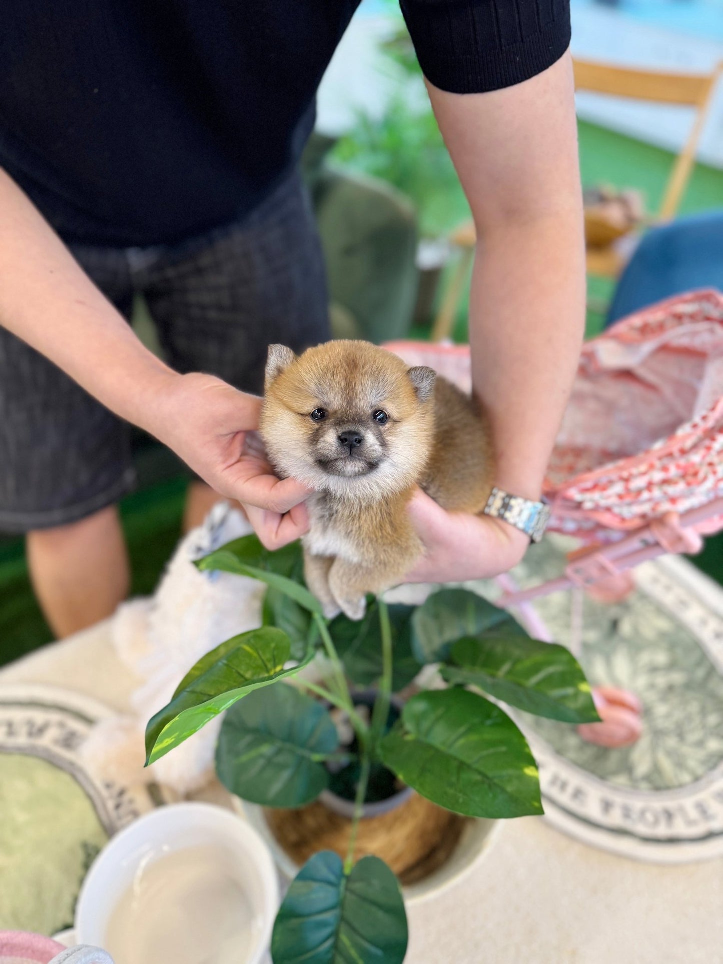 Shiba Inu - Uri(Female) - Beautiful puppy teacup puppy with adorable features available for adoption from Velydog