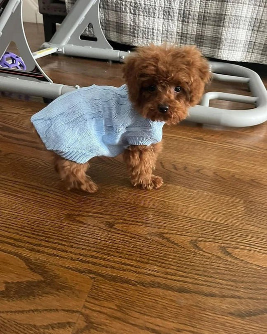 New York Family Welcomes Cute Poodle Puppy💕 - Velydog