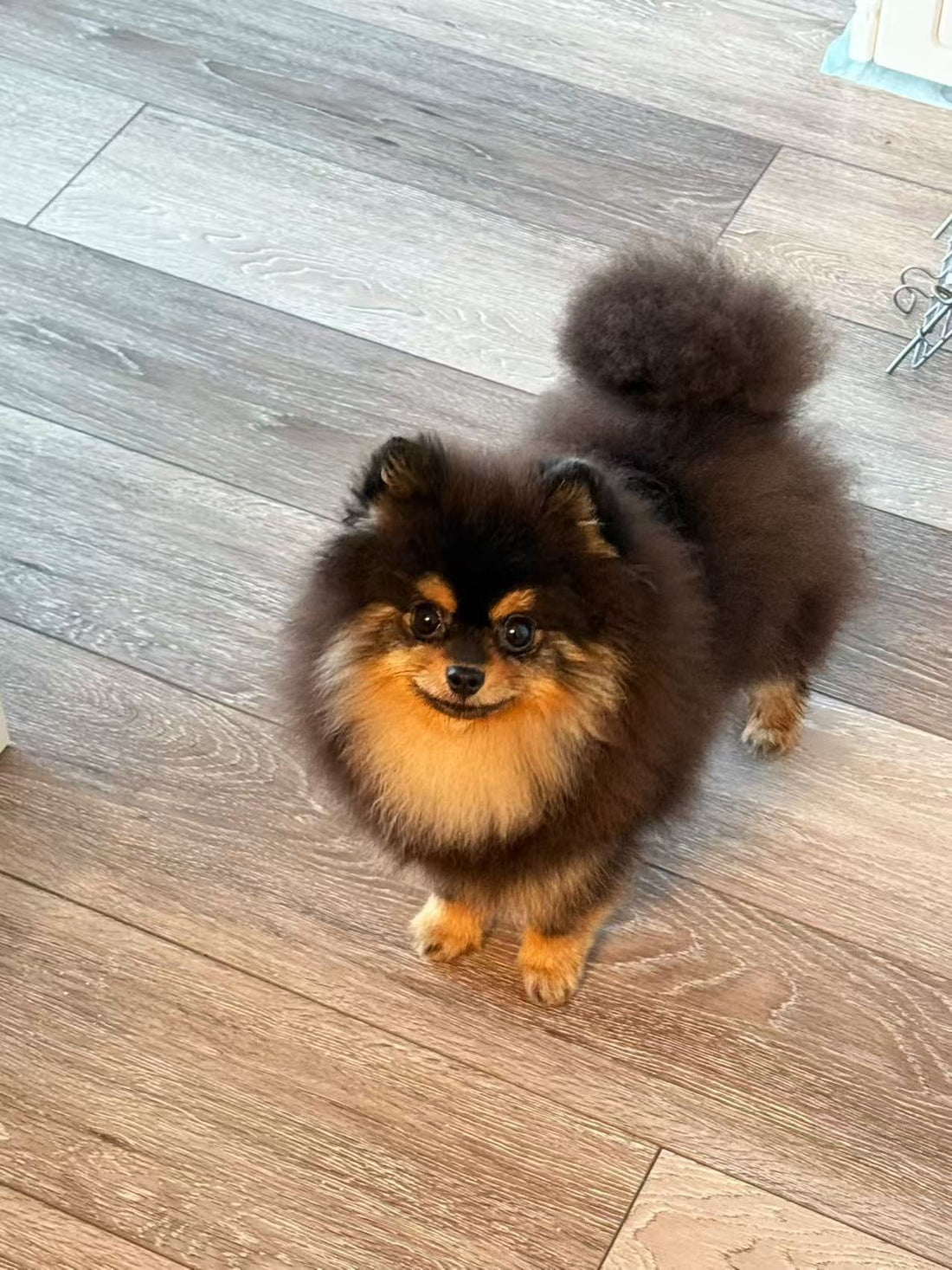 Pomeranian Puppy "Navi" Safely Arrived in Seattle🇺🇸 - Velydog