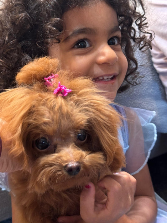 Red Poodle Puppy "Nana" in San Francisco❤️ - Velydog