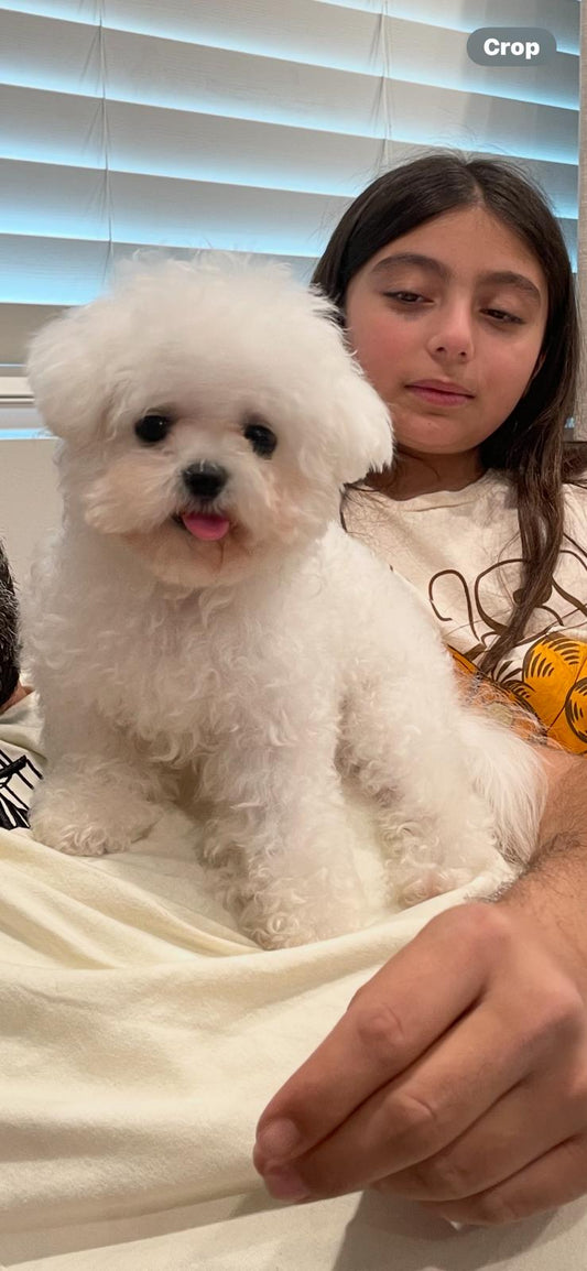 Teacup Bichon Puppy "Mila" in LA🇺🇸 - Velydog