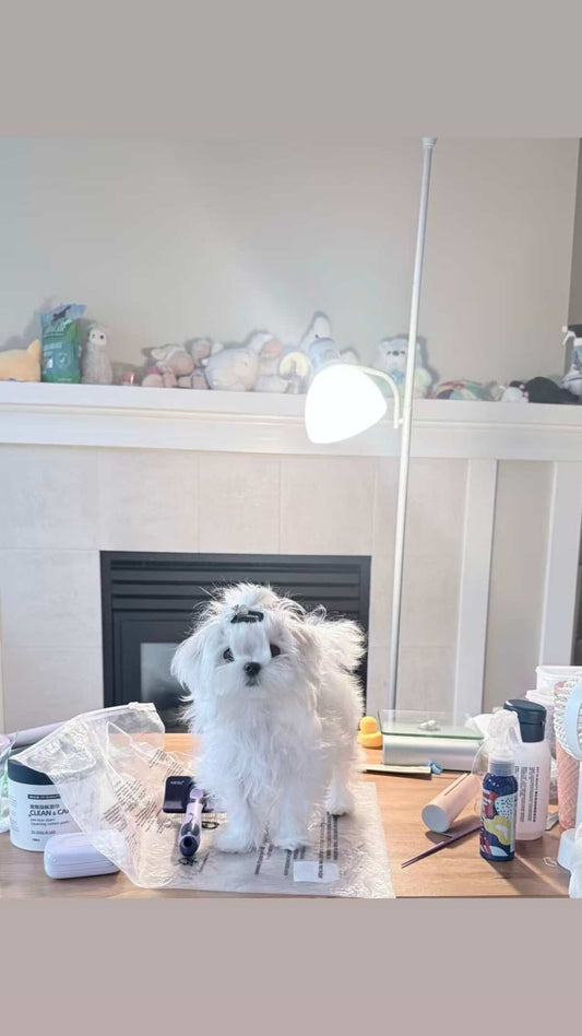 Teacup Maltese Faye in Vancouver| Velydog🇨🇦 - Velydog