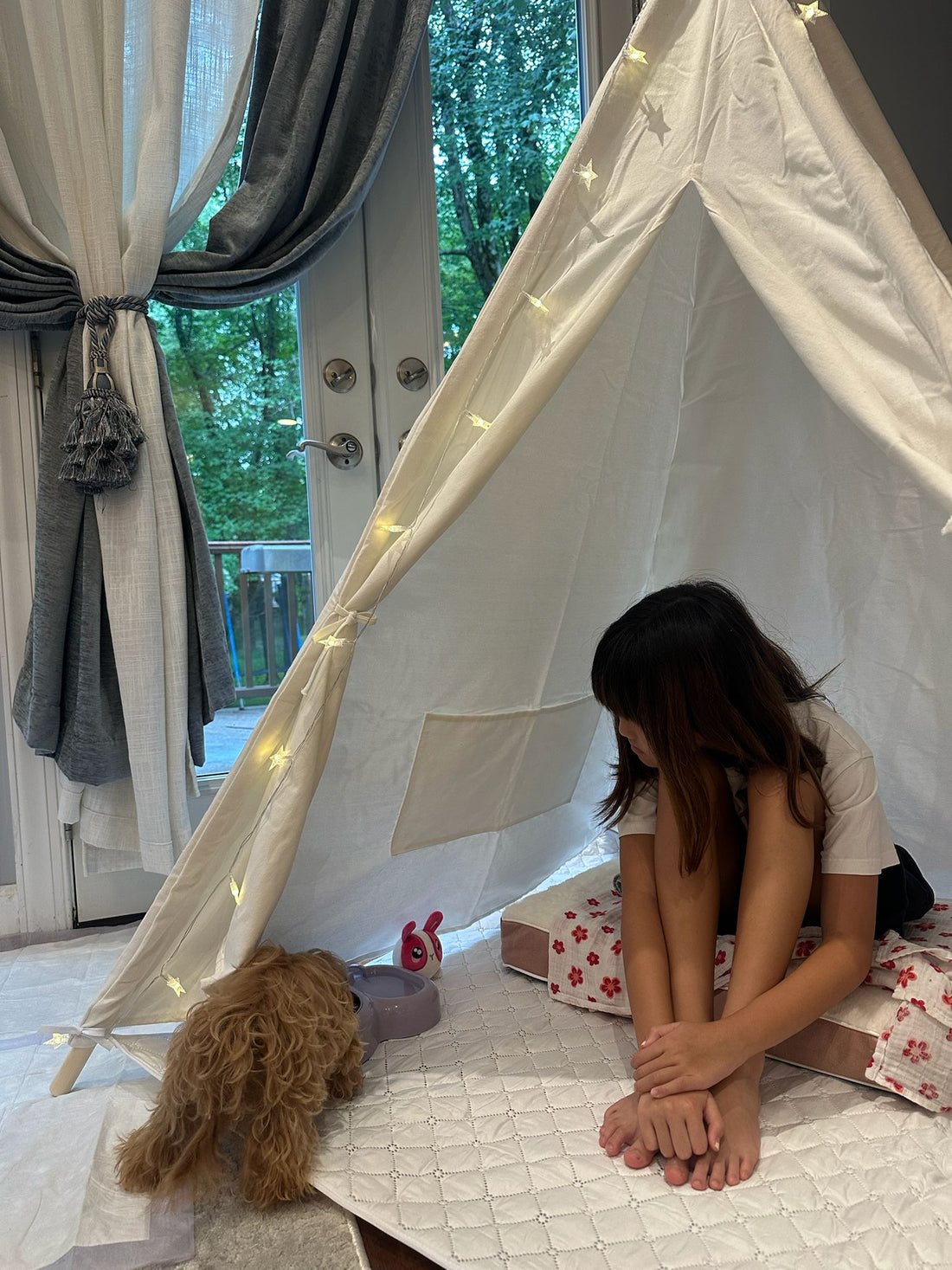 Teacup Maltipoo Puppy "Bedding" in Washington D.C. (IAD) - Velydog