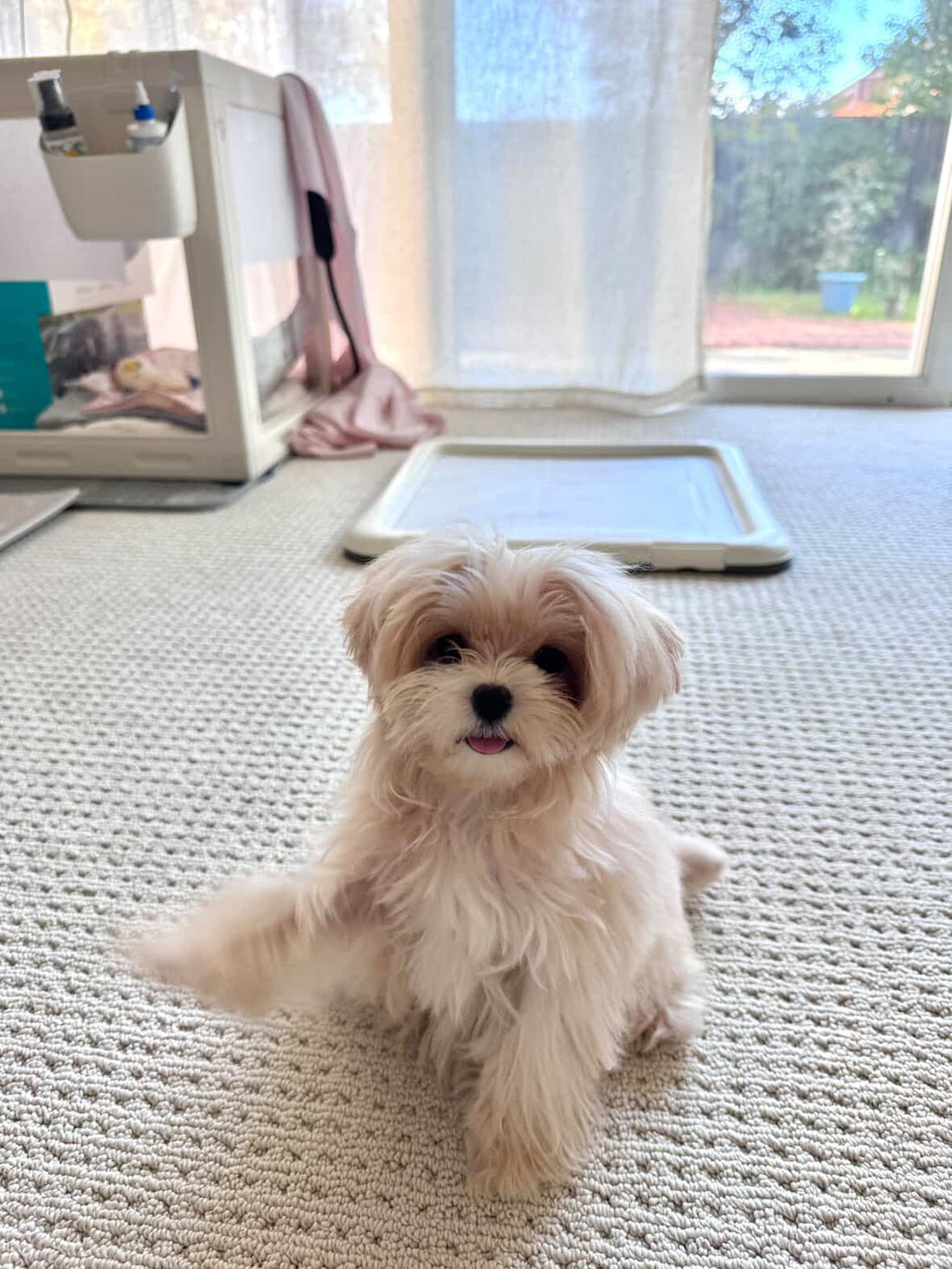 Teacup Maltipoo Puppy "Liz" in San Francisco🇺🇸 - Velydog