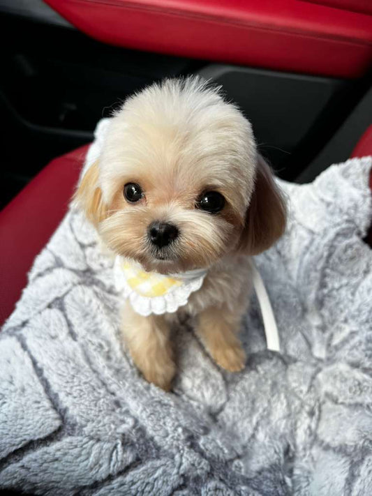 Teacup Maltipoo Puppy "Merry" in LA🥰 - Velydog