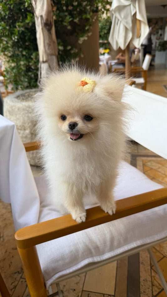 Teacup Pomeranian Puppy "Bisou" in LA💕 - Velydog