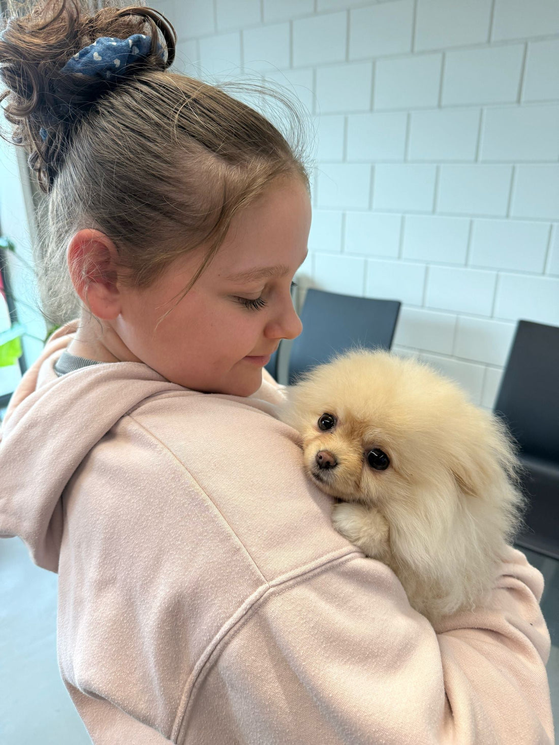 Teacup Pomeranian Puppy "Lio" Arrives Safely in Belgium 🇧🇪 - Velydog