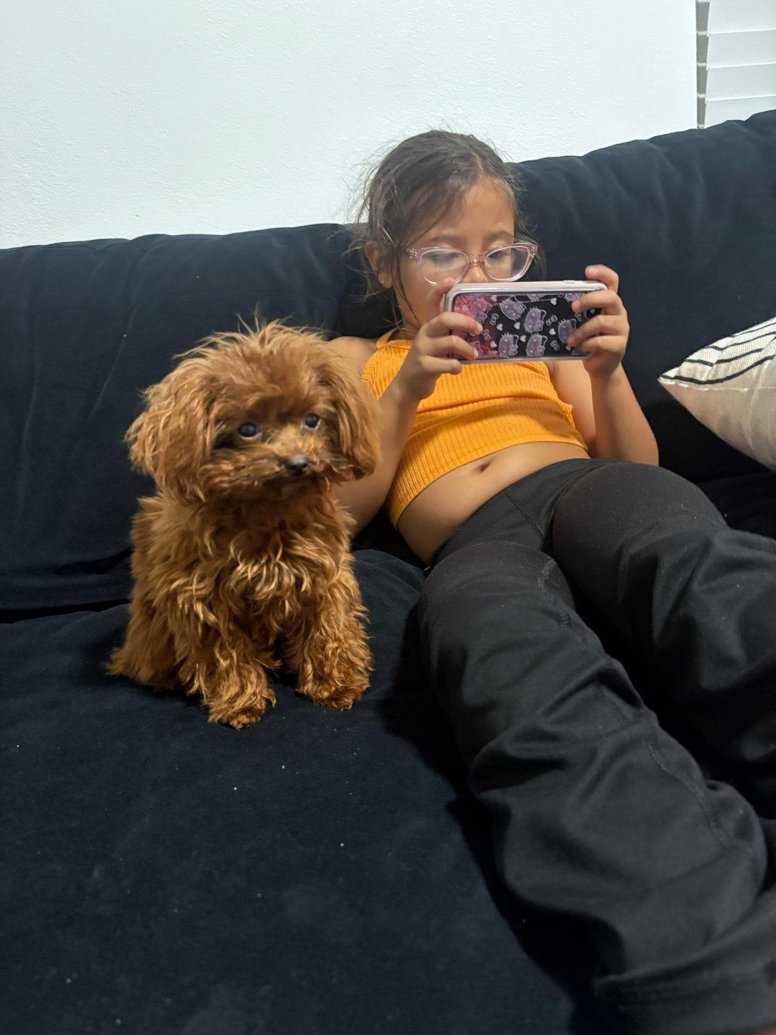 Teacup Poodle Puppy "Cube" in LA🧡 - Velydog