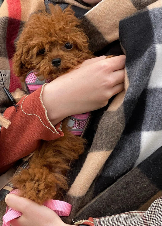 Teacup Poodle Puppy "Momo" in New York🇺🇸 - Velydog