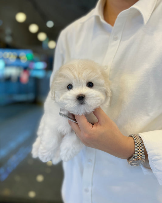 Coton de Tulear - Adam - Beautiful puppy teacup puppy with adorable features available for adoption from Velydog