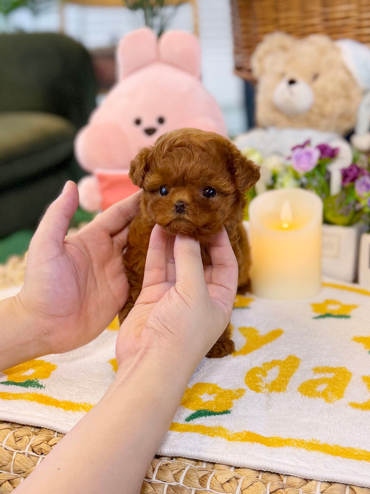 Poodle - Bom(Female)