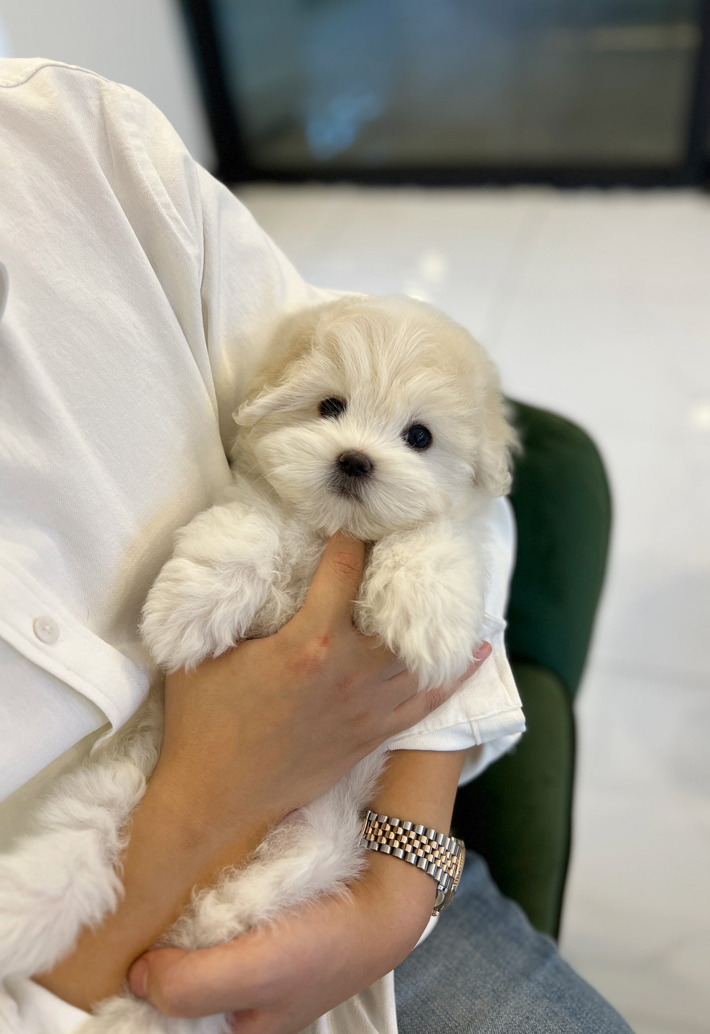 Coton de Tulear - Adam - Beautiful puppy teacup puppy with adorable features available for adoption from Velydog